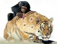 Monkey & Tiger