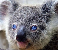 Blue Eyed Koala