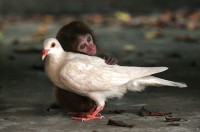 Macaque & Dove