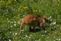 Agile wallaby (Macropus a