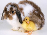 Rabbit & Duck