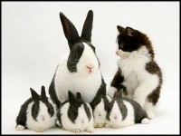 Rabbit & Cat