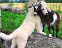 Dog & Goat