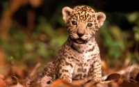 Leopard (Panthera Pardus)