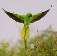 Rose-ringed Parakeet (Psi