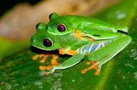 Red Eyed Tree Frog (Agaly