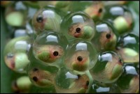 Tree Frog Tadpoles