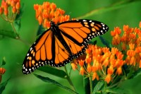 Monarch b*tterfly (Danaus