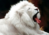 White Lion (Panthera leo 