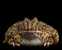 Pacman Frog (Ceratophrys 