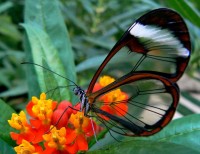 Glass-wing Butterfly