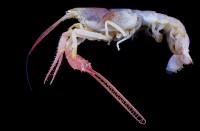 Deep Sea Lobster (Dinoche