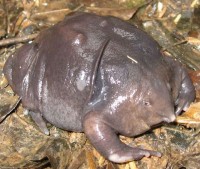 Purple Frog (Nasikabatrac