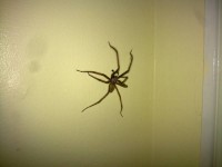 New! Huge Scary Spider!