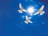 White Doves in Blue sky