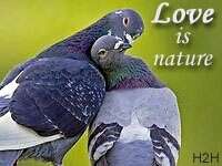 Love is Nature
