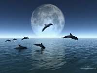 Whales n moon