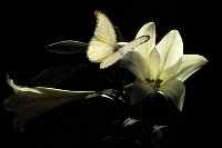 White flower.gif