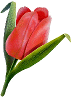 Red -tulip.gif