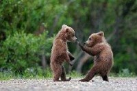 Funny animals bears