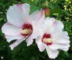 Double rose of Sharon