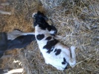 10 minute old calf