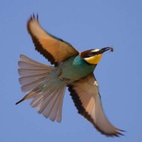 Bee-eater (Merops Apiaste