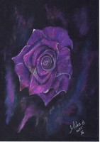 Lilac rose