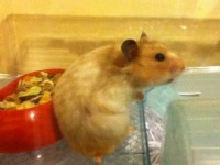 My Other Hamster