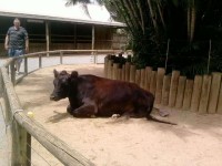 Alma park cow