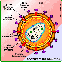 Aids virus