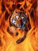 Flaming tiger