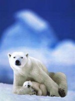 Polar love