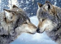 Wolves Kissing