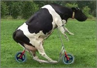 cowscooter