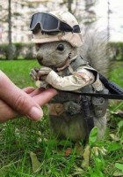 squirrel in the army