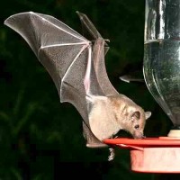 Drinking Bat