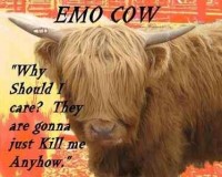 Emo-cow