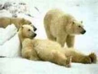 Polar bears relaxin
