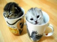 Animal cats cup