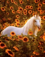 Unicorn In Sunflowers