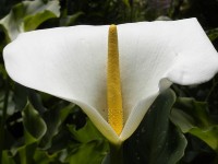 800px-White_and_yellow_fl