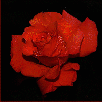 Rose Flash