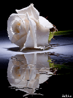 White Rose Reflectio