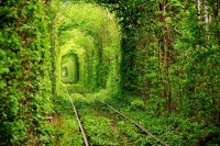 The Tunnel Of Trees
