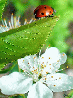 Ladybug Flower