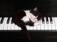Cat & Piano