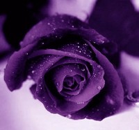 Purple Rose