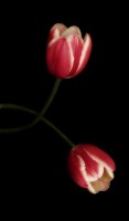 Double Tulips