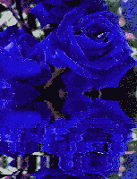 Blue Rose Reflection